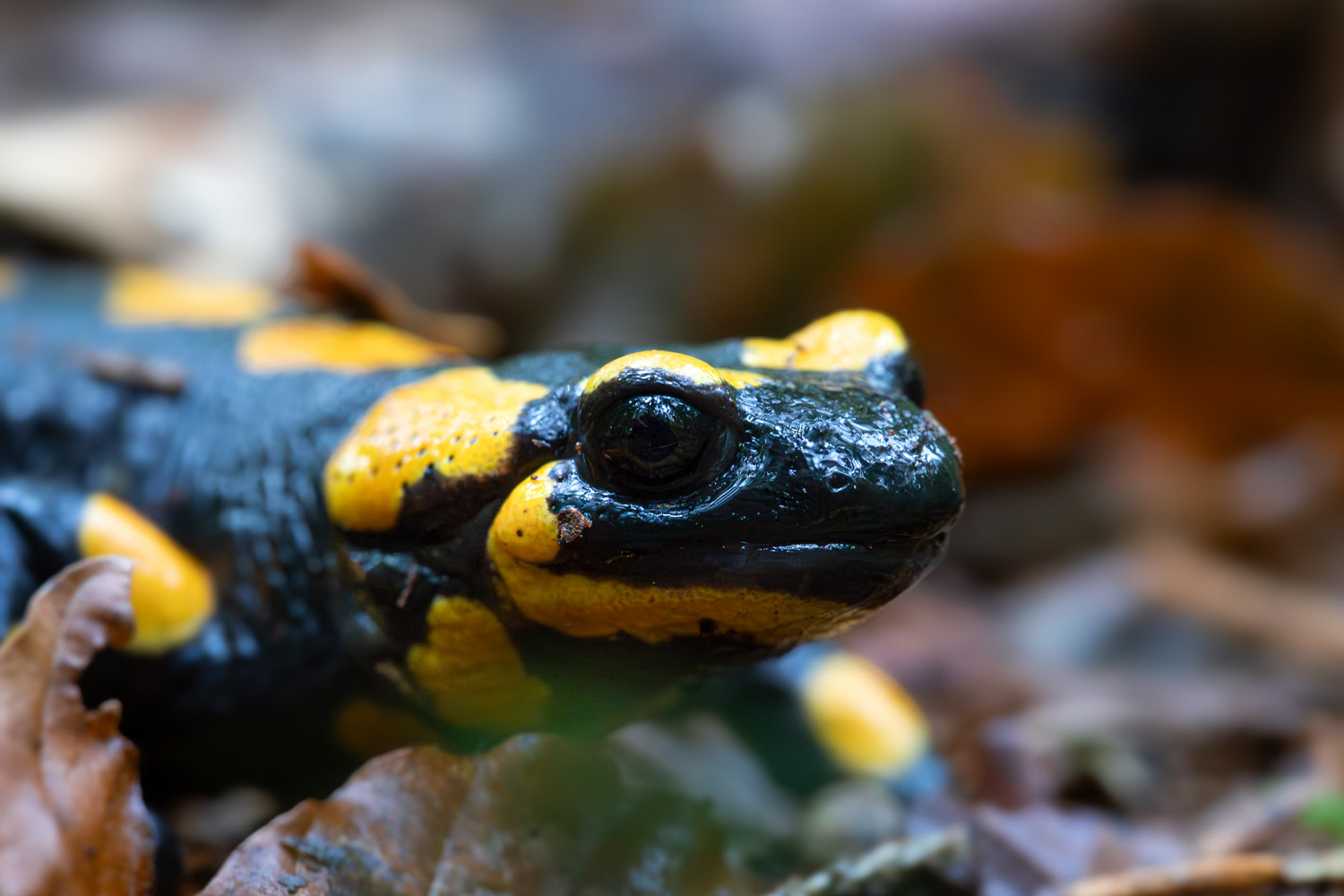 Feuersalamander am Waldboden — Wildlife-Fotografie