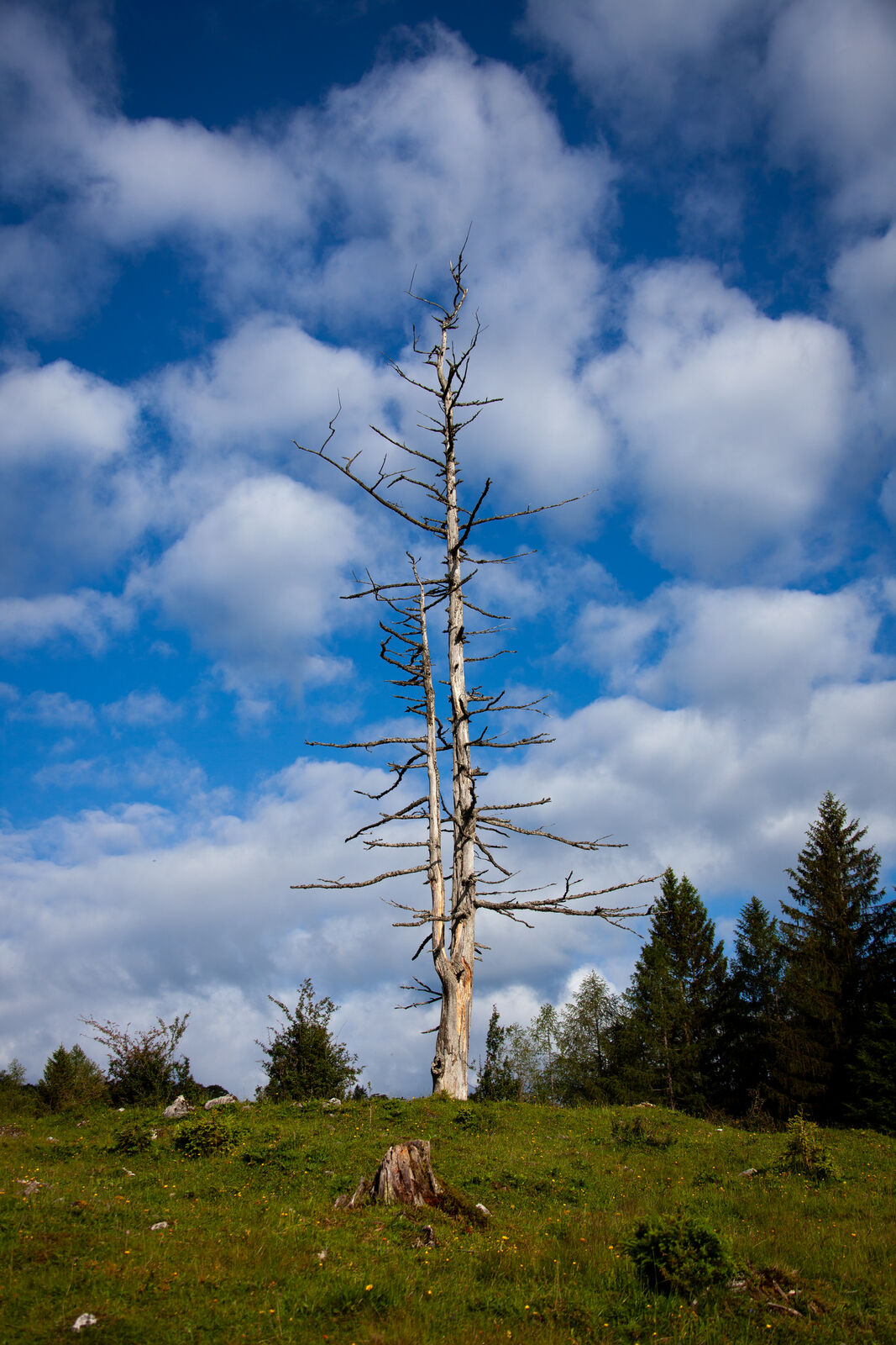 Kahler Baum auf einer Bergwiese