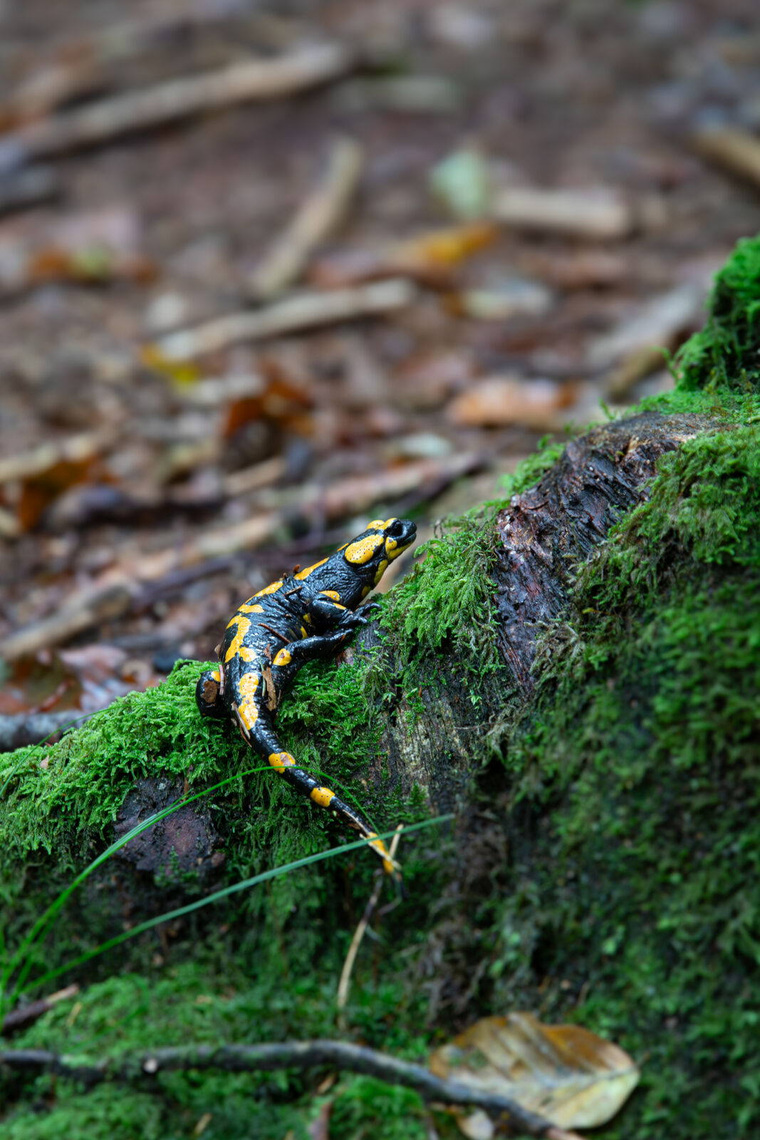 Feuersalamander am Waldboden