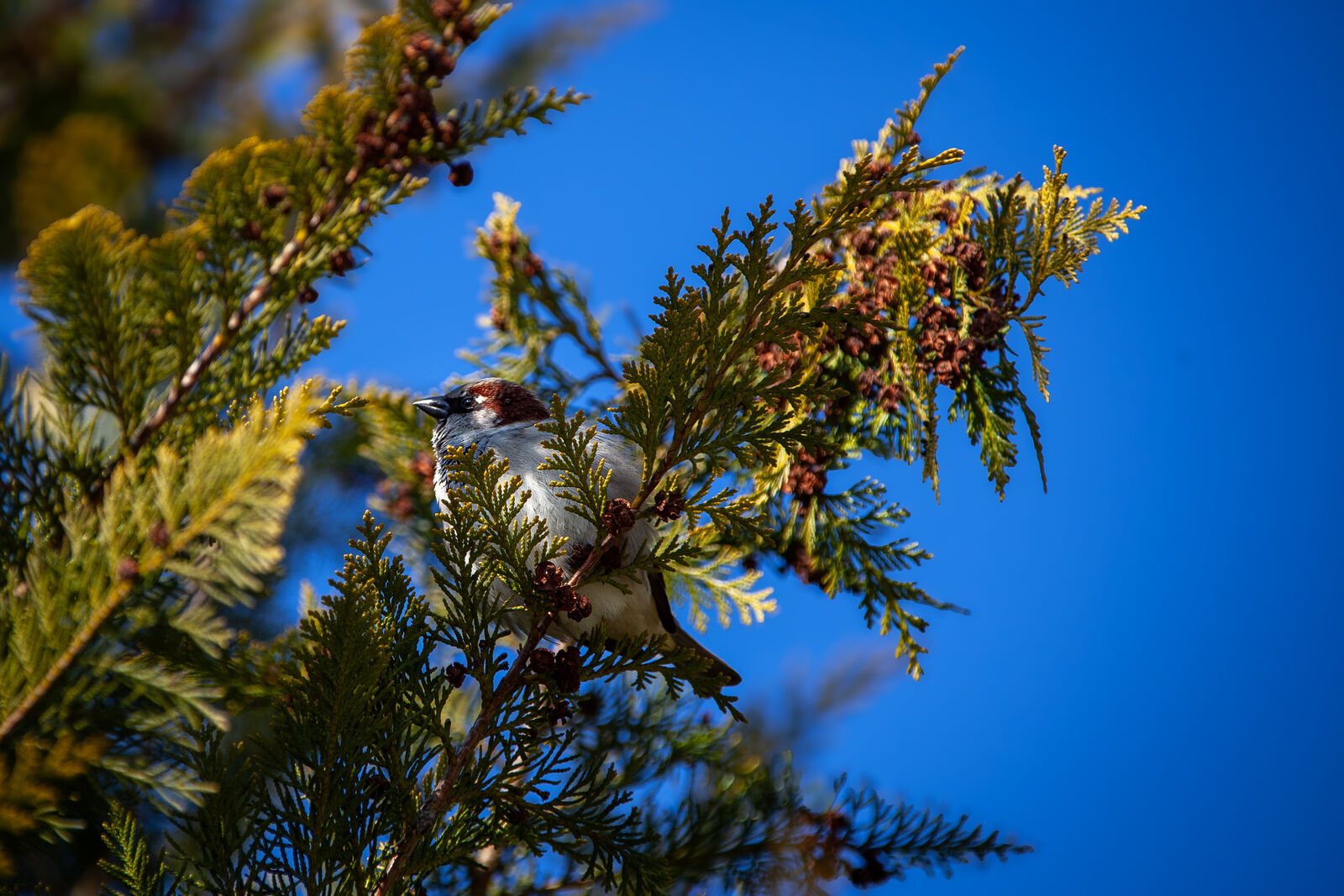Kohlmeise im Nadelbaum