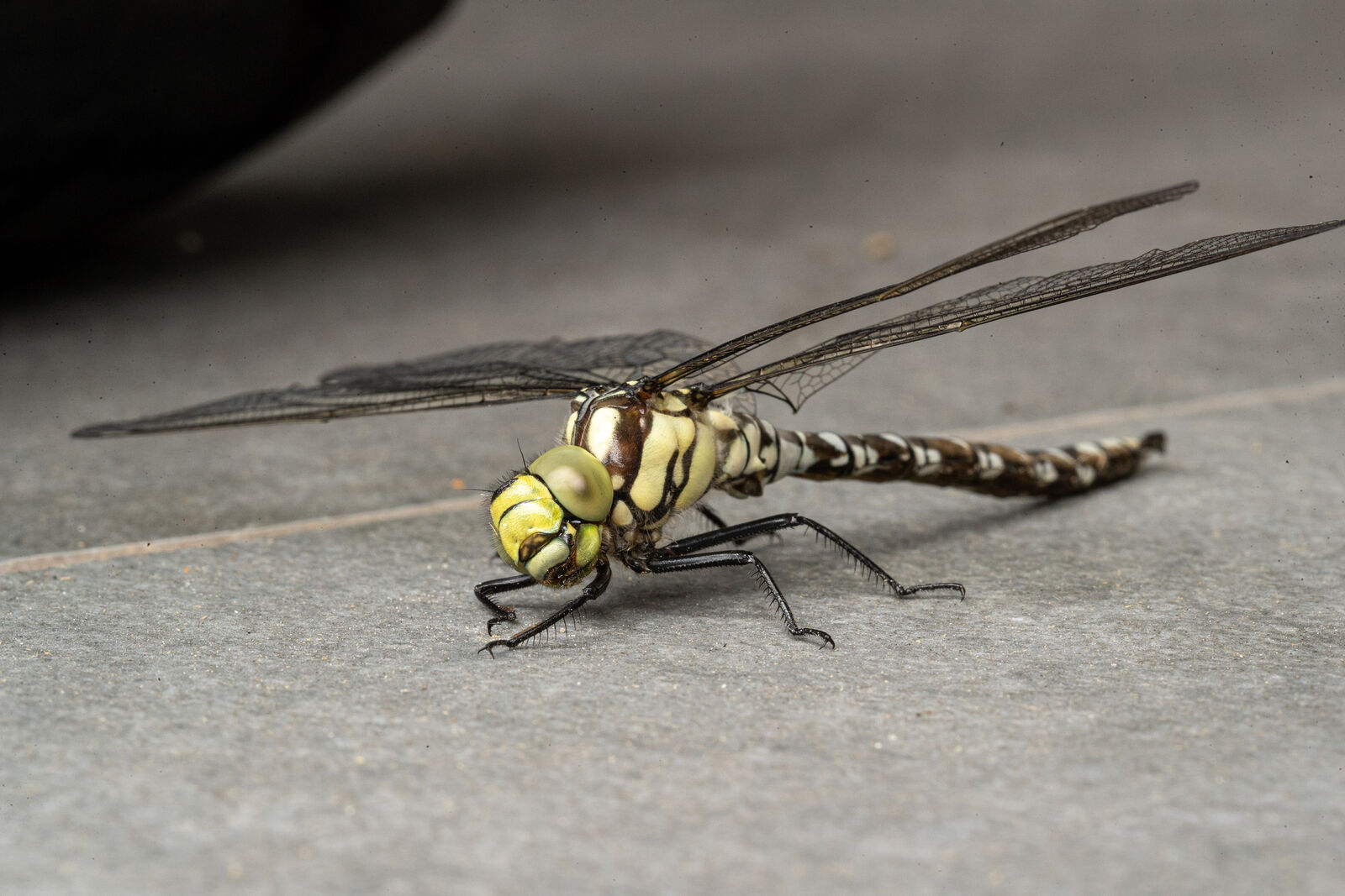 Libelle in Nahaufnahme