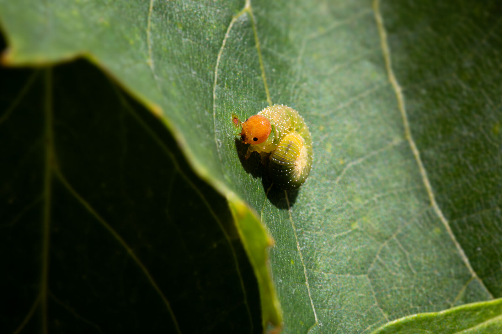 Raupe auf einem grünen Blatt, Makroaufnahme
