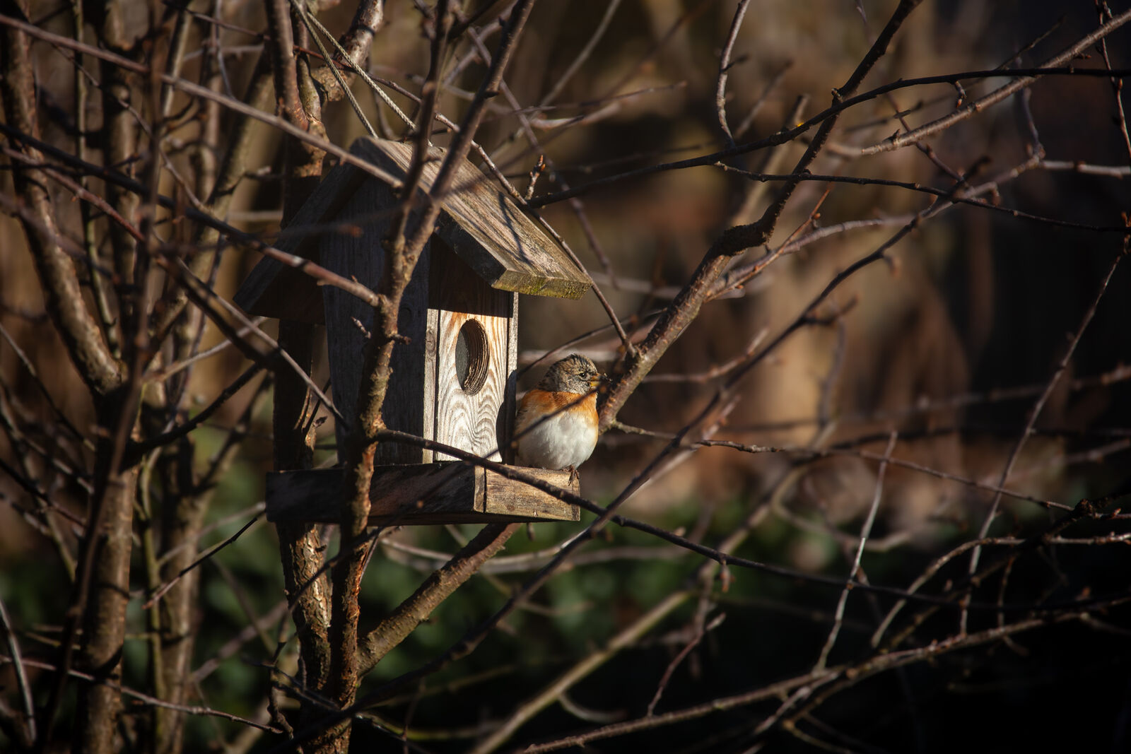 Spatz an einer Futterstelle im Garten