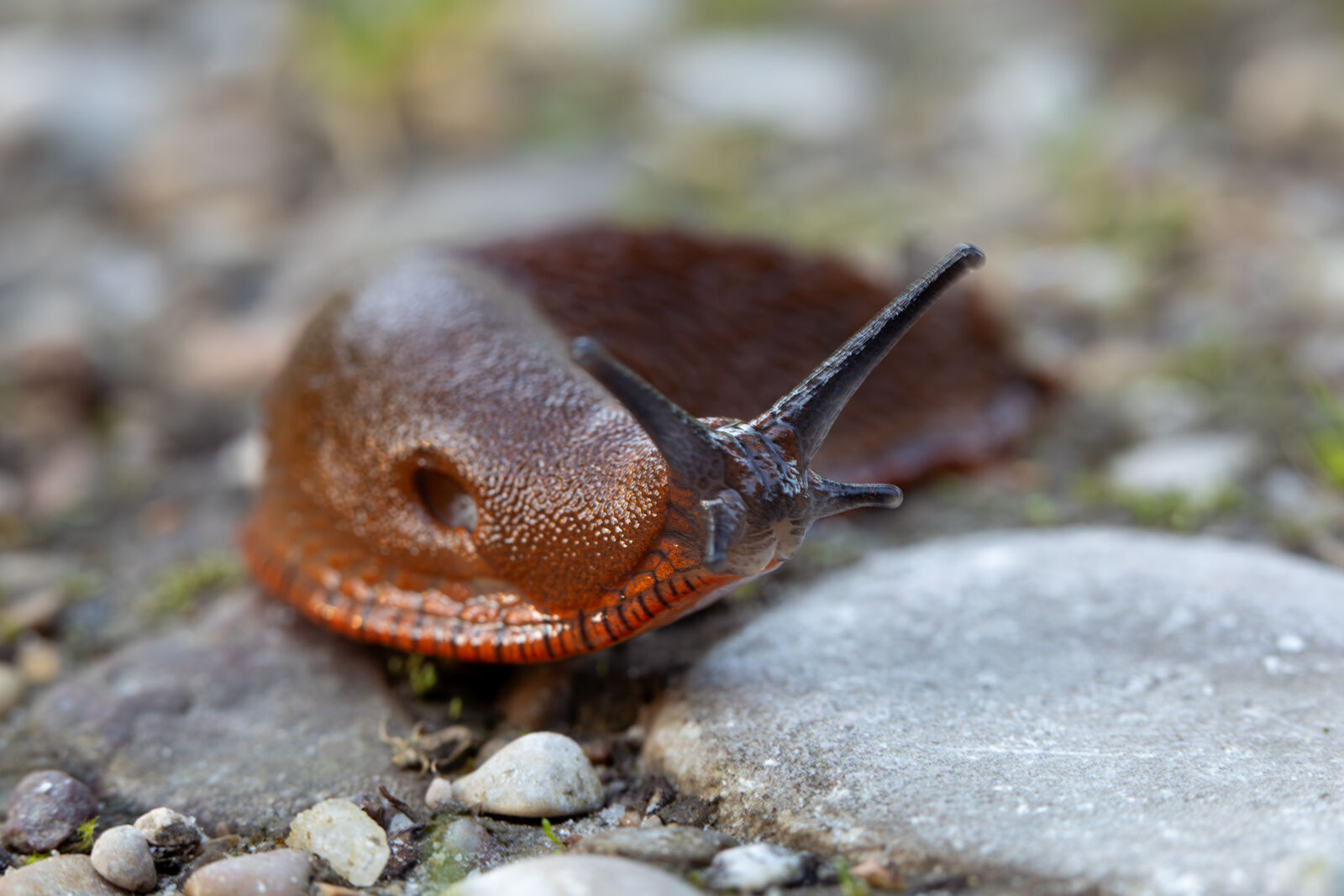 Schnecke auf Kies, Nahaufnahme