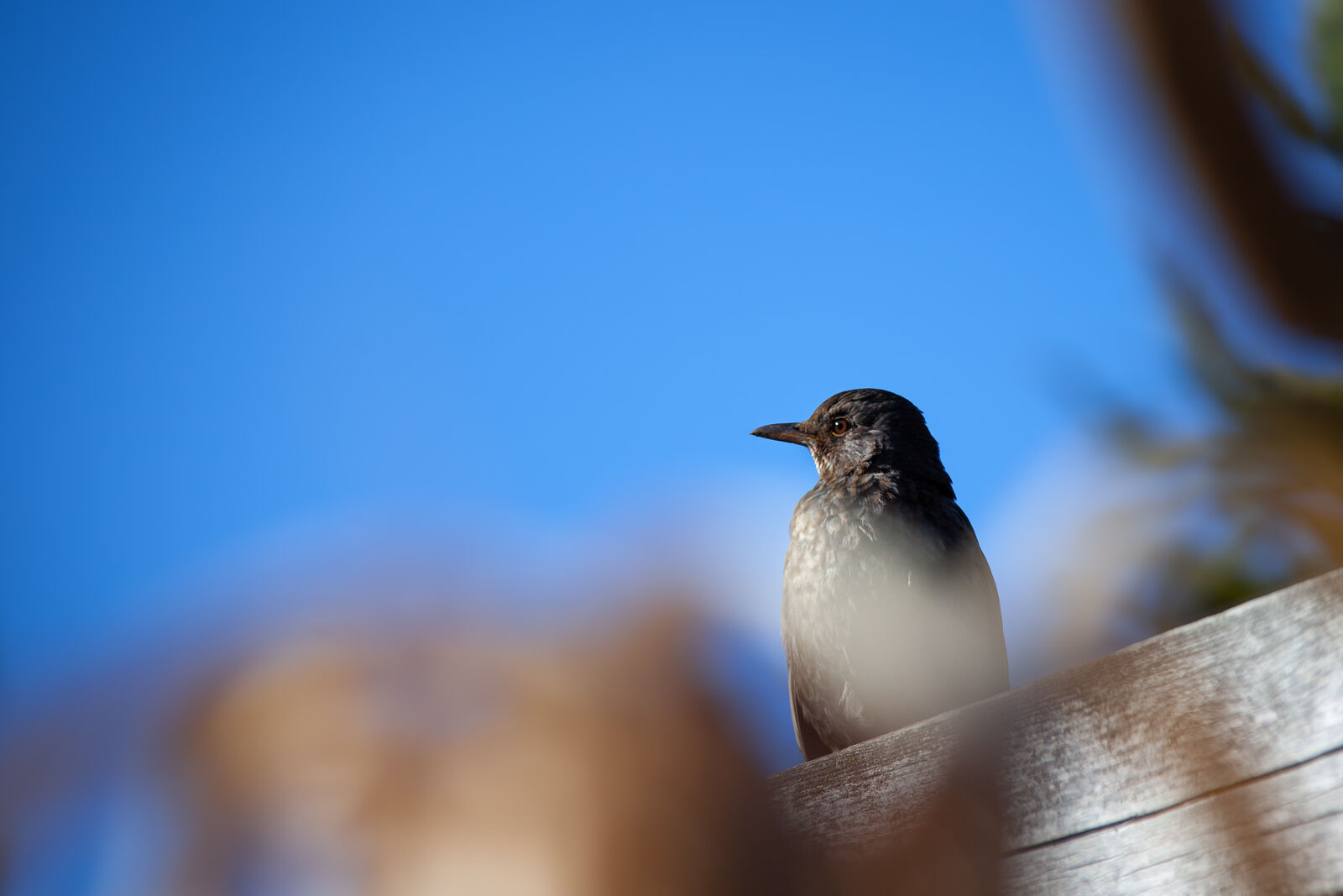 Vogel auf einem kahlen Ast