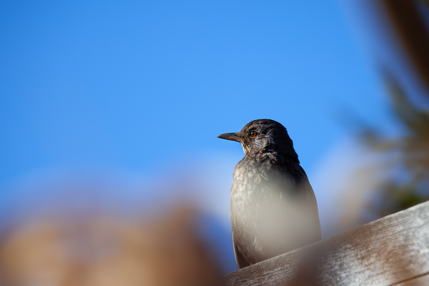 Vogel auf einem Holzbalken vor blauem Himmel