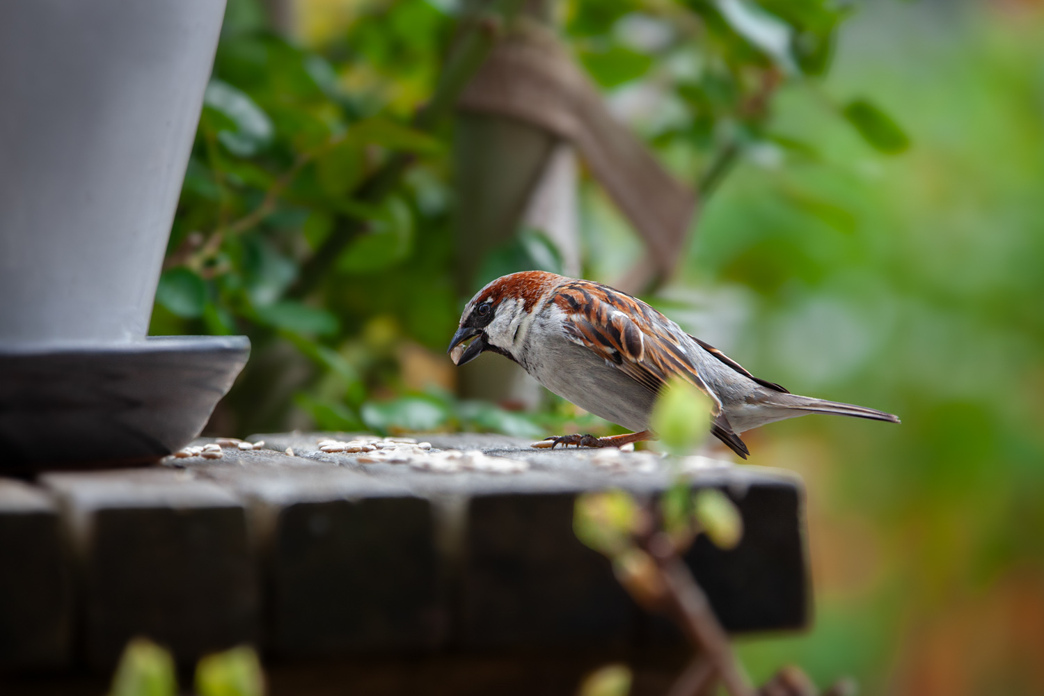 Haussperling frisst Körner an einer Futterstelle im Garten