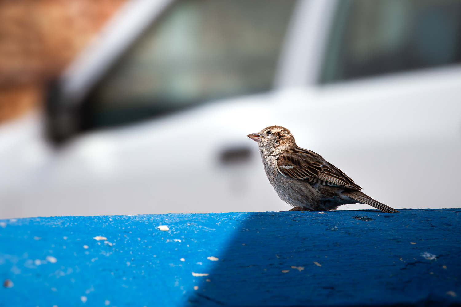 Spatz auf blauem Holzbalken, im Hintergrund ein Auto