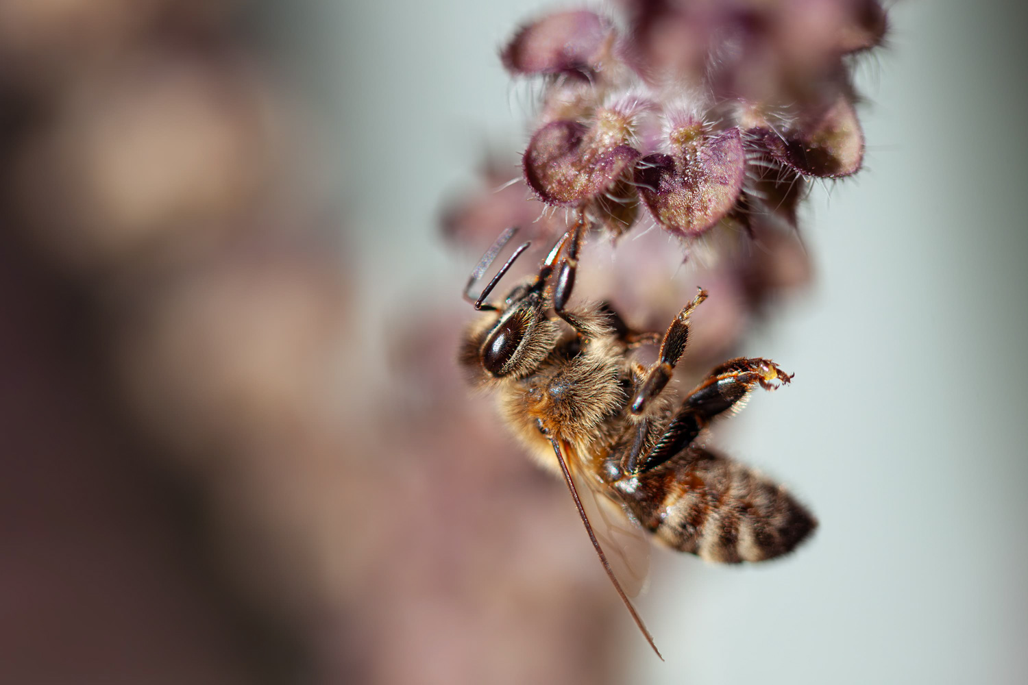 Honigbiene kopfüber an einer violetten Blüte, Makroaufnahme