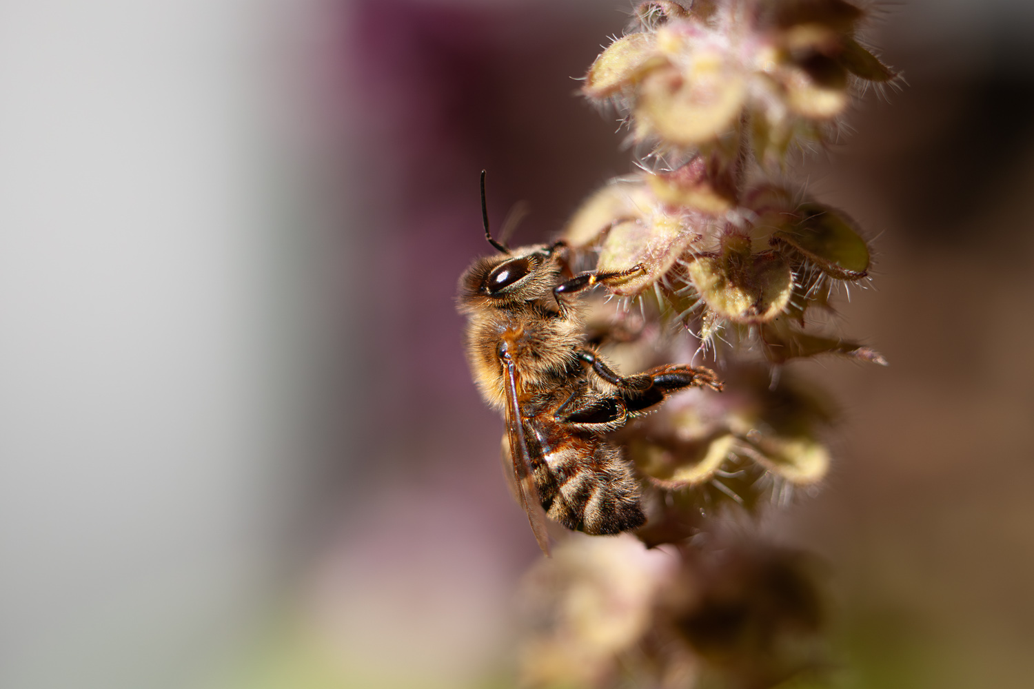 Honigbiene an einer Blüte, Makroaufnahme
