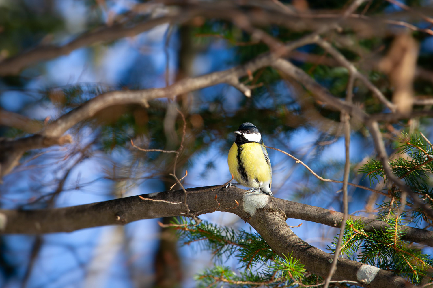 Kohlmeise auf einem Ast im Wald