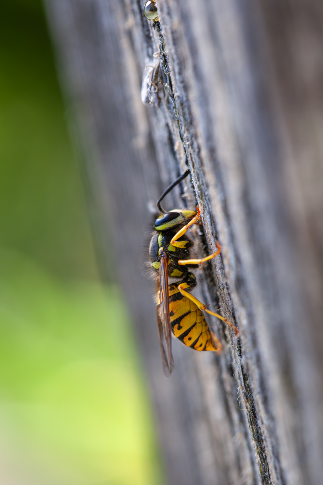 Wildlife-Fotografie